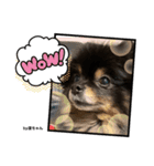 Pomeranian 姫＆凛（個別スタンプ：15）