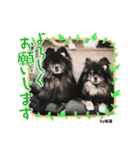 Pomeranian 姫＆凛（個別スタンプ：16）