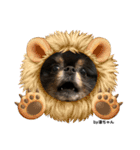 Pomeranian 姫＆凛（個別スタンプ：19）