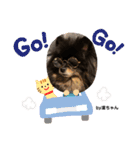 Pomeranian 姫＆凛（個別スタンプ：24）