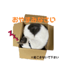 我が家の猫（part11）（個別スタンプ：1）