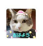 我が家の猫（part11）（個別スタンプ：2）