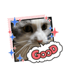 我が家の猫（part11）（個別スタンプ：3）