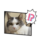 我が家の猫（part11）（個別スタンプ：5）