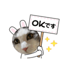 我が家の猫（part11）（個別スタンプ：9）