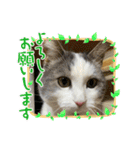 我が家の猫（part11）（個別スタンプ：10）