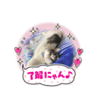 我が家の猫（part11）（個別スタンプ：11）