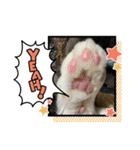 我が家の猫（part11）（個別スタンプ：12）