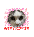我が家の猫（part11）（個別スタンプ：14）