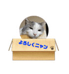 我が家の猫（part11）（個別スタンプ：15）