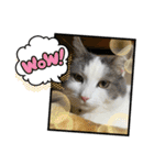 我が家の猫（part11）（個別スタンプ：16）