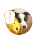 たおとしゅーたすとまーたそだよ（個別スタンプ：3）