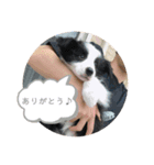 たおとしゅーたすとまーたそだよ（個別スタンプ：6）