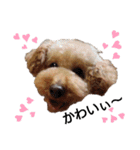 トイ犬の日常（個別スタンプ：2）