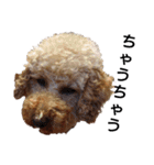 トイ犬の日常（個別スタンプ：4）