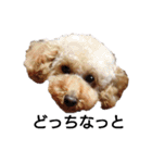 トイ犬の日常（個別スタンプ：5）