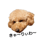 トイ犬の日常（個別スタンプ：7）
