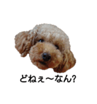 トイ犬の日常（個別スタンプ：8）