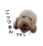 トイ犬の日常（個別スタンプ：12）