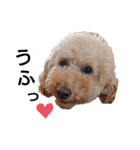 トイ犬の日常（個別スタンプ：14）