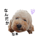 トイ犬の日常（個別スタンプ：15）