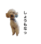 トイ犬の日常（個別スタンプ：18）