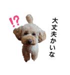 トイ犬の日常（個別スタンプ：19）