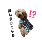 トイ犬の日常（個別スタンプ：20）