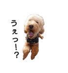 トイ犬の日常（個別スタンプ：23）