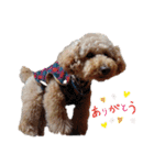 トイ犬の日常（個別スタンプ：25）