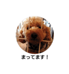 トイ犬の日常（個別スタンプ：26）