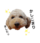 トイ犬の日常（個別スタンプ：28）