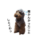 トイ犬の日常（個別スタンプ：29）