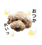 トイ犬の日常（個別スタンプ：30）
