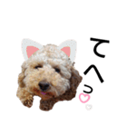 トイ犬の日常（個別スタンプ：32）