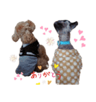 トイ犬の日常（個別スタンプ：33）