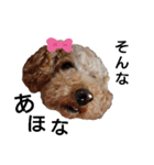 トイ犬の日常（個別スタンプ：35）