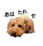 トイ犬の日常（個別スタンプ：37）