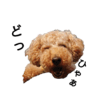 トイ犬の日常（個別スタンプ：39）