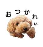 トイ犬の日常（個別スタンプ：40）