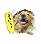 ダックスのりりちゃんと仲間(博多弁)（個別スタンプ：1）