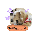 ダックスのりりちゃんと仲間(博多弁)（個別スタンプ：2）