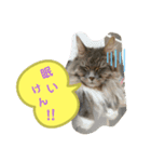 ダックスのりりちゃんと仲間(博多弁)（個別スタンプ：9）