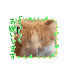 めんまとまま（個別スタンプ：11）