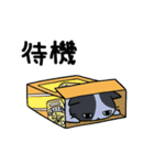 猫の信長と茶々スタンプ1（個別スタンプ：19）