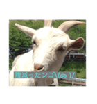 お仕事の日（個別スタンプ：5）