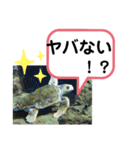たけしのスタンプ その 24（個別スタンプ：5）