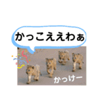 たけしのスタンプ その 24（個別スタンプ：10）