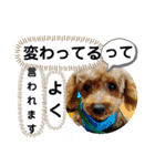 たけしのスタンプ その 24（個別スタンプ：15）