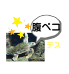 たけしのスタンプ その 24（個別スタンプ：18）